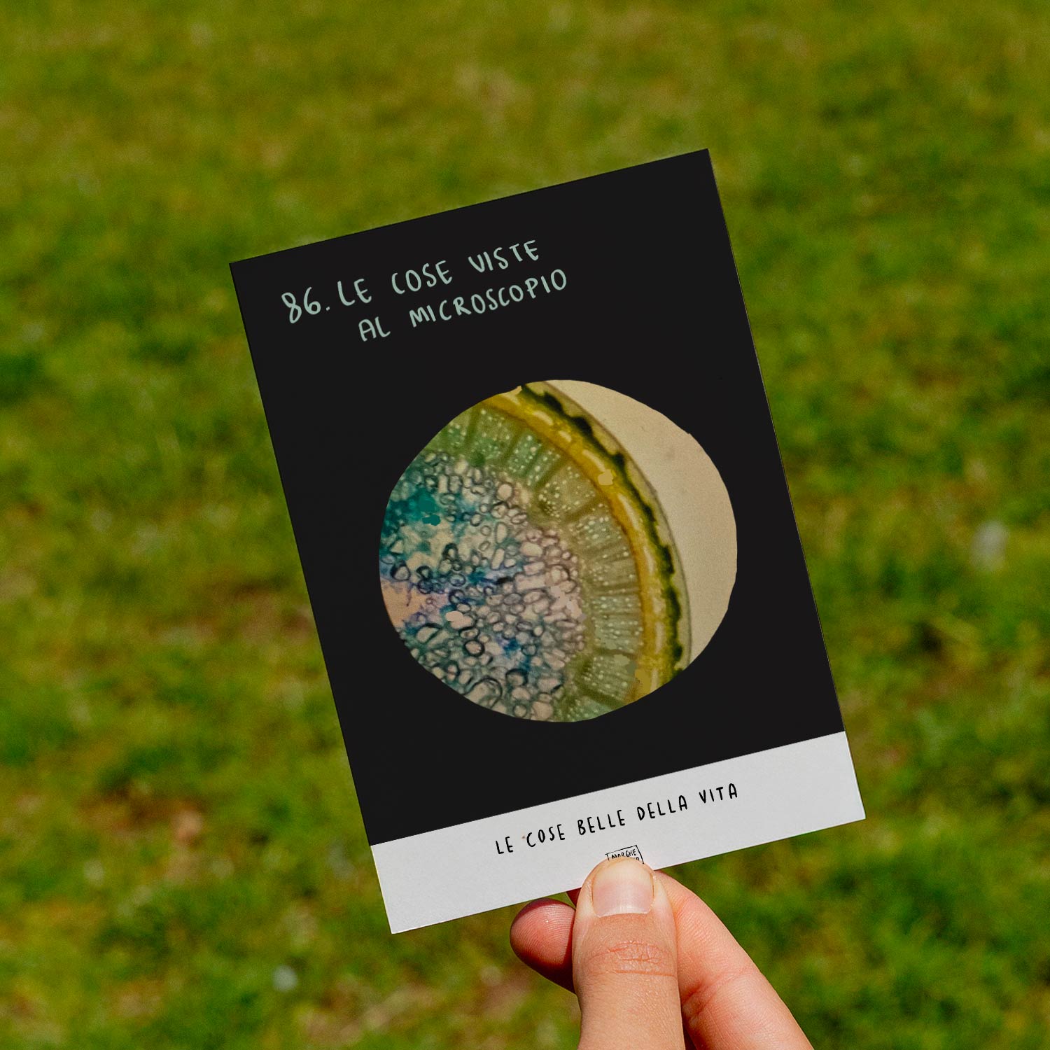 Le cose belle della vita - 86. Le cose viste al microscopio - prato